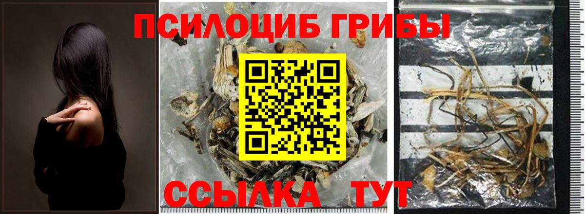 Киселёвск  Псилоцибиновые грибы прущие грибы  Вход с VPN  Псилоцибиновые грибы мицелий 